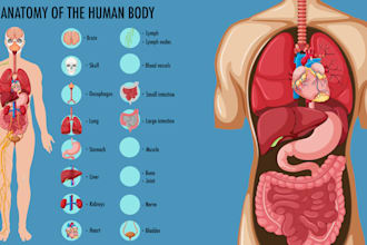 create medical illustration, human anatomy diagrams and 2d medical animation