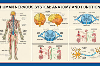 draw 2d medical biology scientific illustration, human anatomy diagrams