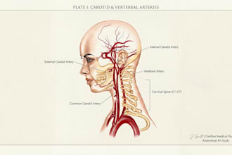 create professional scientific illustration and realistic human anatomy