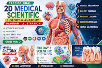 draw detailed 2d medical, scientific, biology and anatomy diagram illustration