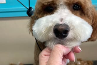 consult on your dog grooming career or business