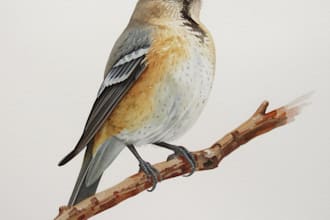 create realistic bird illustration in watercolor