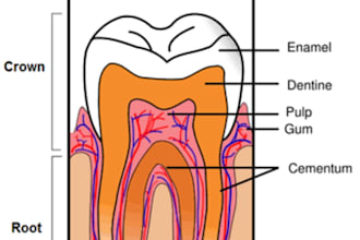 provide professional dental tutoring for bds students