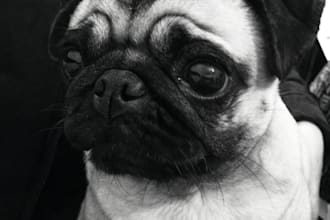 convert black and white photos to color professionally