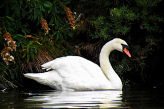 take professional nature photography