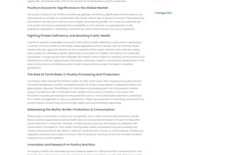 write SEO optimized wordpress blog posts and website content