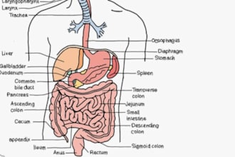 do detailed human bone illustrations, perfect for anatomy studies