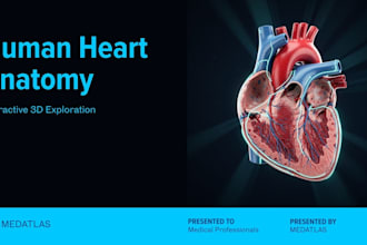 create an interactive 3d medical anatomy viewer