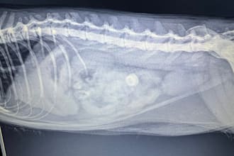 read and interpret your dog and cat xray with radiology report