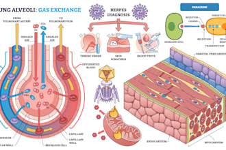 design annotated conceptual anatomy illustrations