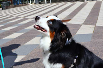 doing pet photography for you