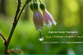 translate algerian darija to french english arabic