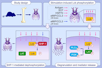 create scientific illustrations, diagrams, figures and graphical abstracts