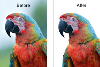 do professional background removal and clipping path