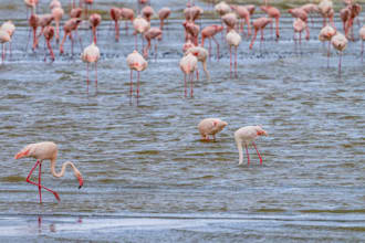 plan your perfect tanzania safari