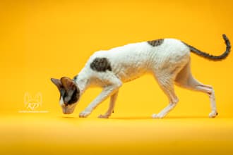 create high quality cornish rex cat ugc photos and videos for your brand studio
