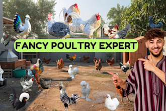 guide you to breed and grow fancy chickens successfully