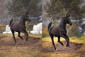 retouching and processing of animal photos