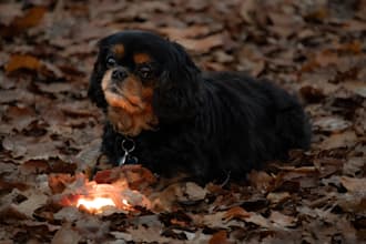 create professional portraits and pet photography