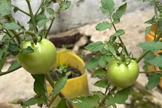 write expert, SEO friendly agricultural content
