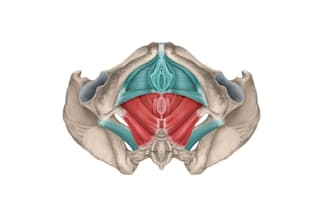design pelvic diagrams alternative health device logo