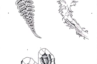 create botanical scientific illustrations using pointillism