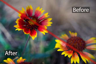 color grade your photos professionally
