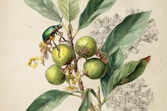 illustrate botanical and linocut vector art