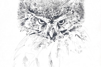 ink drawings and scientific illustration