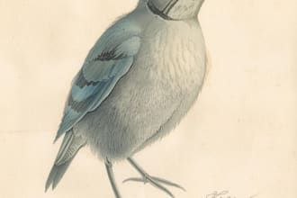 draw scientific animals, plants or encyclopedia book illustrations
