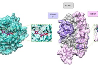 bioinformatics, molecular docking and MD simulation