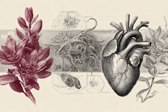 do medical and scientific illustrations