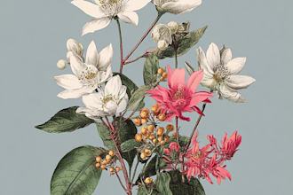 do a botanical illustration