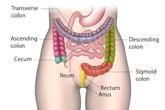design medical illustration, anatomy diagram and scientific diagram for health