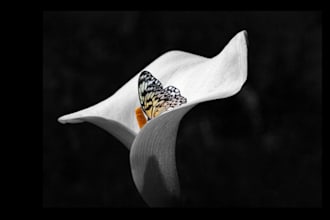 record a calm natural american female voice over narration