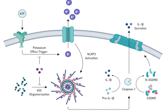 do detailed scientific figures, illustrations, diagrams, flowcharts