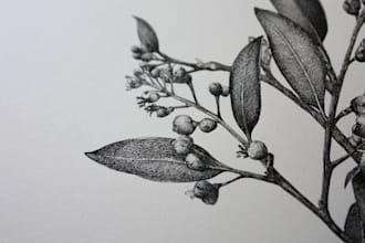 draw beautiful vintage botanical art and floral illustrations