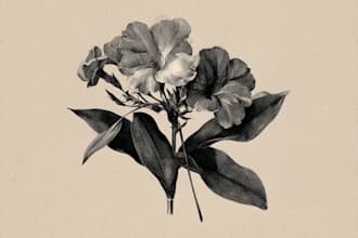 create detailed botanical illustrations and plant art