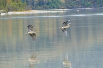 take pictures of birds for you