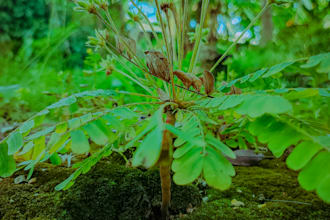 take and edit beautiful plant and nature photos
