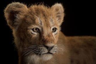 model 3d animal in cimema 4d,xgen fur,redshift rendering, wildlife cgi animation