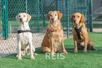 design dog harness tech pack, front clip, back clip, dual clip, no pull harness