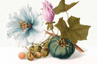 drawn botanical illustration, flower, plant