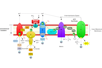 make research grade biochemistry and metabolic illustrations