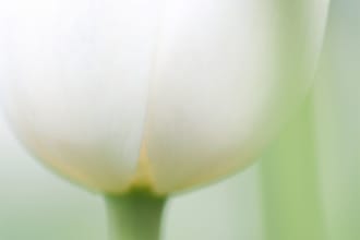 professionally critique your flower photography