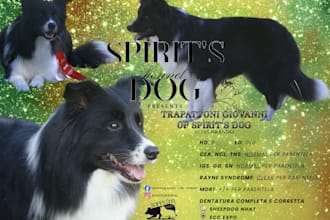 provide professional stud flyers, litter announcement or kennel leaflets