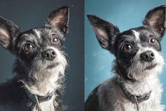 draw a cute disney style pet portrait