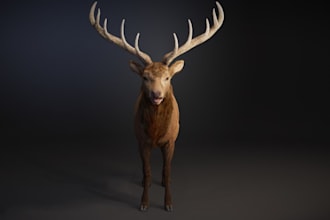 make realistic 3d red deer in blender,animal anatomy,uv unwrap,real time texture
