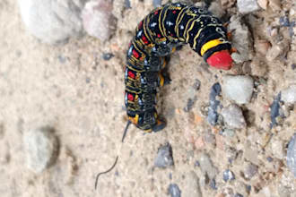 give you 5 rare HD photos from a real day in the bolivian tropic