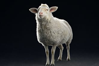 make cgi sheep using ue5,realistic rendering, animal anatomy for education video